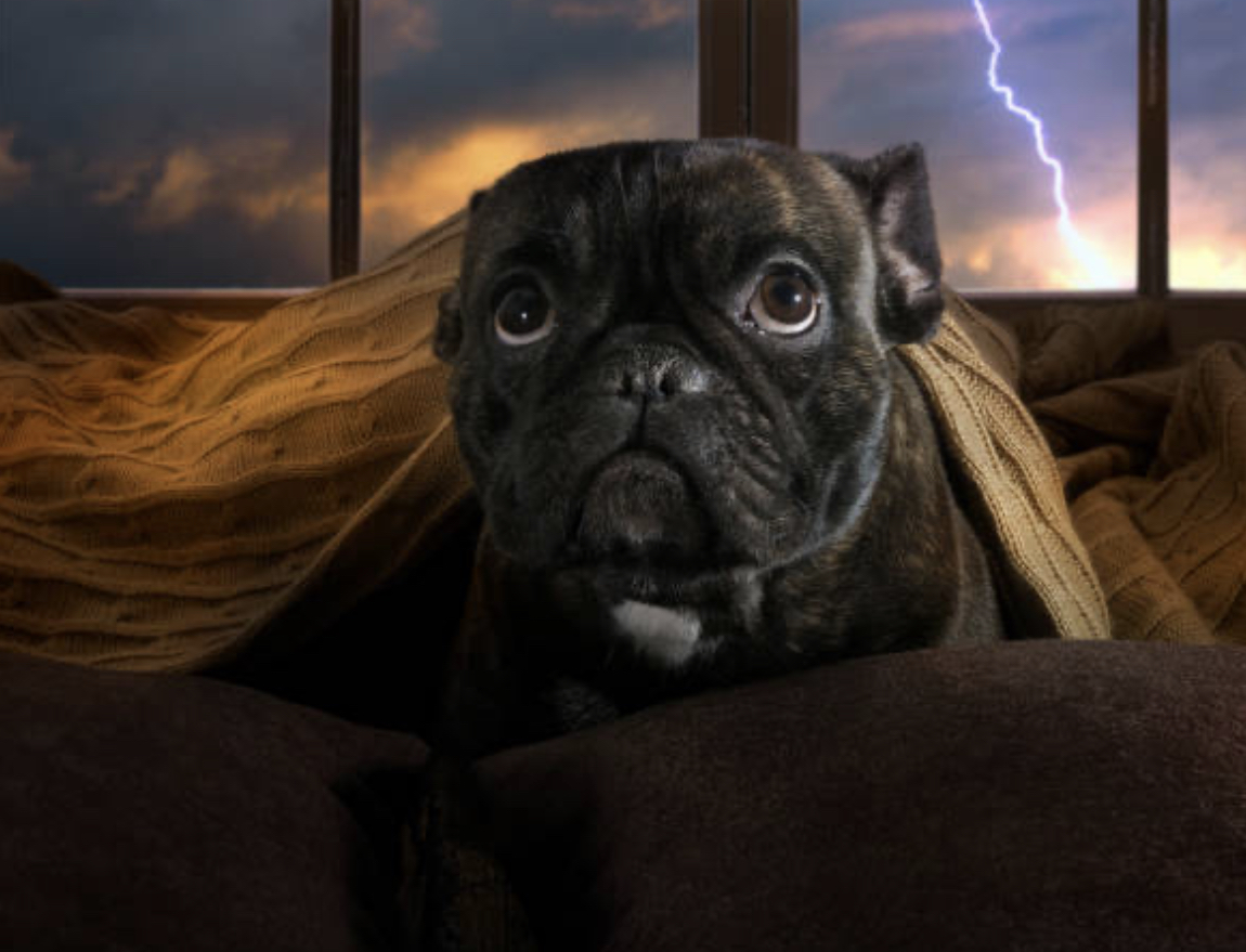 Storm Phobia in Dogs