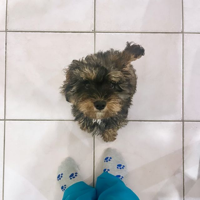 Finished up Fridays’s home visits with the cutie Shugi!😍🐶 
.
.
.
#pawsandrelaxmobilevet #lowstressvet #mobilevet #familyowned #housecallvet #goldcoastpets #goldcoastdogs #goldcoastcavoodles #cavoodle
