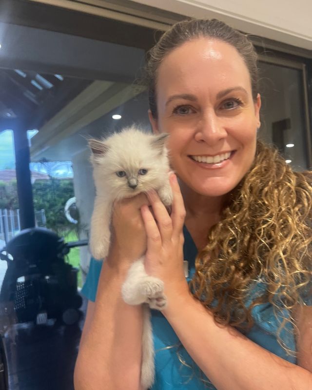 Kitten joy bringing smiles to our faces!🐱🥰
.
.
.
#pawsandrelaxmobilevet #lowstressvet #veterinarian #mobilevet #familyowned #housecallvet #goldcoastpets #goldcoastcats #goldcoastragdolls #ragdollkitten