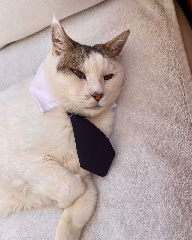 Sweet Soda relaxing out to the max after his arthritis management treatment in the comfort of his own home.😌🐱 We couldn’t resist posting a photo of how dashing he looks in his tie!👔😍. We are honoured to be able to help him in his senior years to be as comfortable and healthy as possible🩺  How handsome does he look at nearly 20 years old?🐾
.
.
.
#pawsandrelaxmobilevet #lowstressvet #mobilevet #familyowned #housecallvet #goldcoastpets #goldcoastcats #seniorpets #seniorcats #arthritismanagementforcats