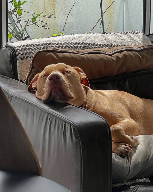 Beautiful Indi relaxing out to the max today, in the sunlight in between the rain showers☺️☀️🌧️🐾
.
.
.
#pawsandrelaxmobilevet #lowstressvet #mobilevet #familyowned #homevet #goldcoastpets #goldcoastdogs #americanstaffordshireterrier