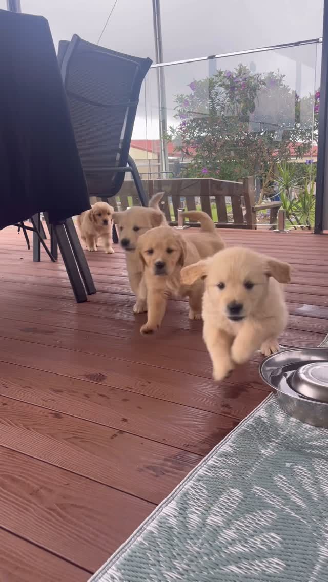 It was an absolute pleasure being these cuties doctor today!💛😍
.
.
.
#pawsandrelaxmobilevet #lowstressvet #mobilevet #veterinarian #dvm #doctor #dogtor #familyowned #housecallvet #goldcoastpets #goldcoastdogs #pinegroveretrievers #goldenretriever #goldenretrieverpuppies