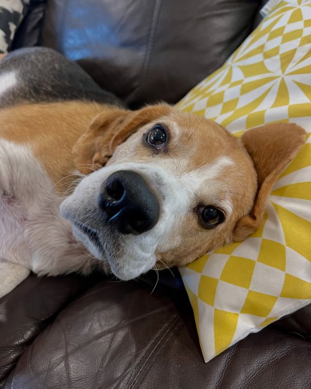 We can’t get over how cute sweet Gus looks here relaxing during his home vet visit!🩺🐾
His nose is so adorable, we just want to boop it! 😆 
.
.
.
#pawsandrelaxmobilevet #lowstressvet #mobilevet #familyowned #homevet #goldcoastpets #goldcoastdogs
#beagle #boopthesnoot