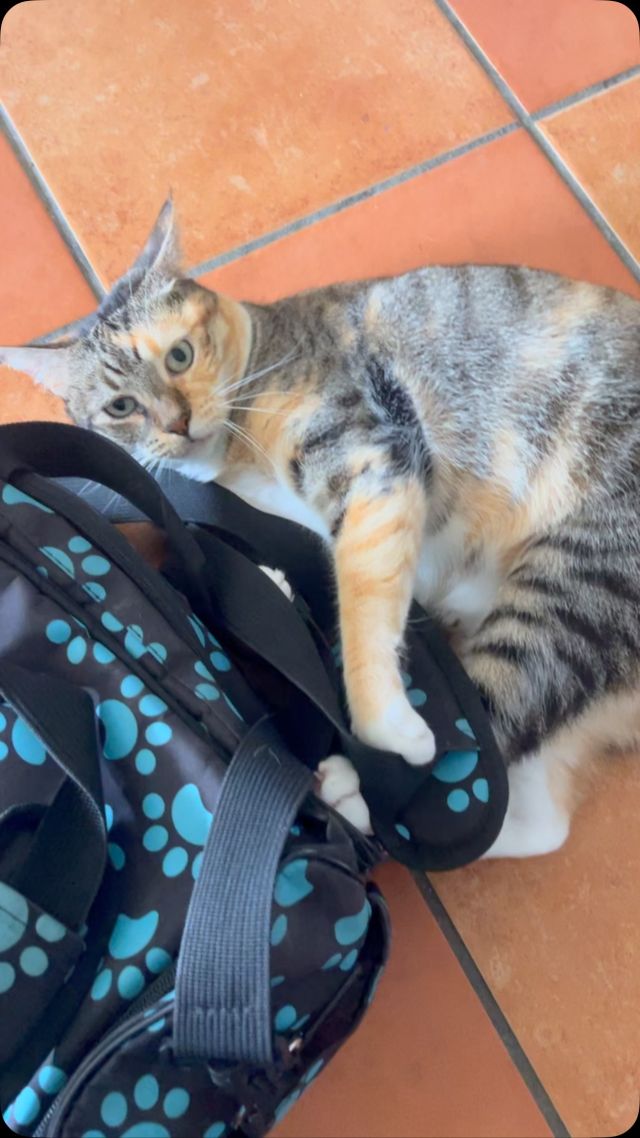 Our sweet patient Ella Grace wanting to play during her home visit! 🐱 We love when our patients want to play! 
.
.
.
#pawsandrelaxmobilevet #lowstressvet #mobilevet #familyowned #homevet #goldcoastpets #goldcoastcats 
#playfulcats