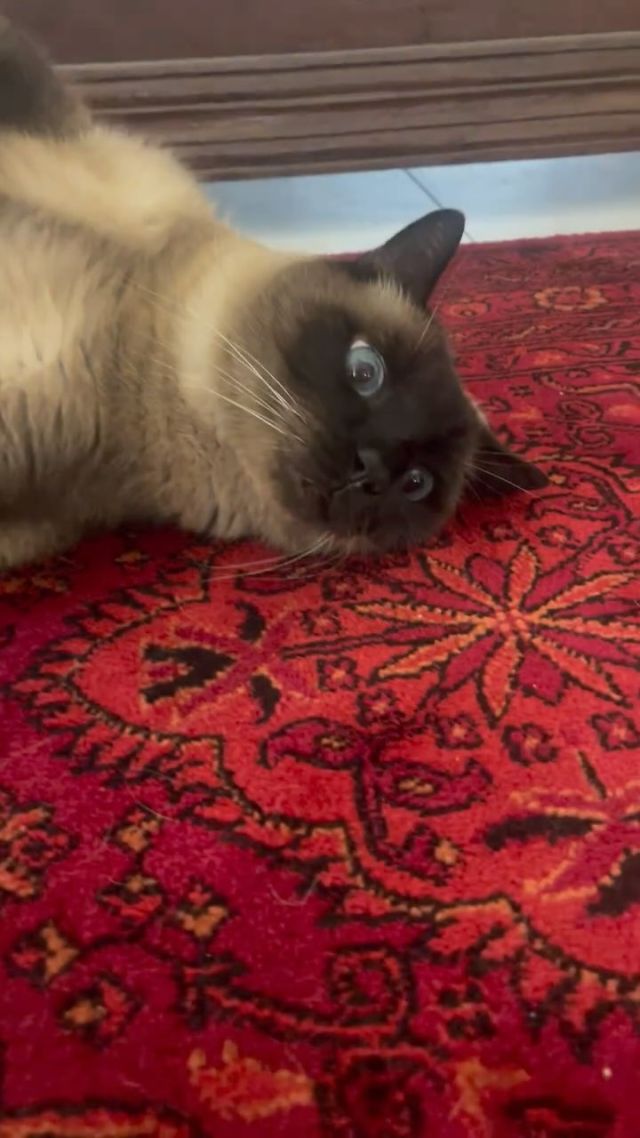 We had the absolute pleasure of helping sweet Meme with his vet visit in the comfort of his home today! 🏡 🩺
I was honoured when he rolled on his back and showed his tummy for belly rubs, which I most certainly obliged! 
I feel even more honoured that his pet mum called me his Aunty Kerri as well as his Doctor. We have the sweetest clients! 🥰🐾
.
.
.
#pawsandrelaxmobilevet #lowstressvet #mobilevet #familyowned #homevet #goldcoastpets #goldcoastcats
#tonkinese #tonkinesecat