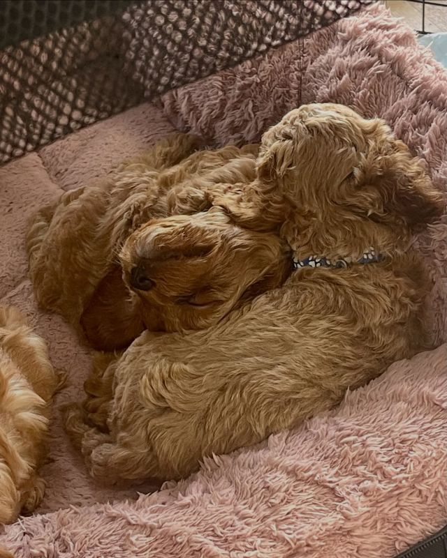 Sibling love❤️🐾
.
.
.
#pawsandrelaxmobilevet #lowstressvet #mobilevet #familyowned #homevet #goldcoastpets #goldcoastdogs
#cavoodlepuppies